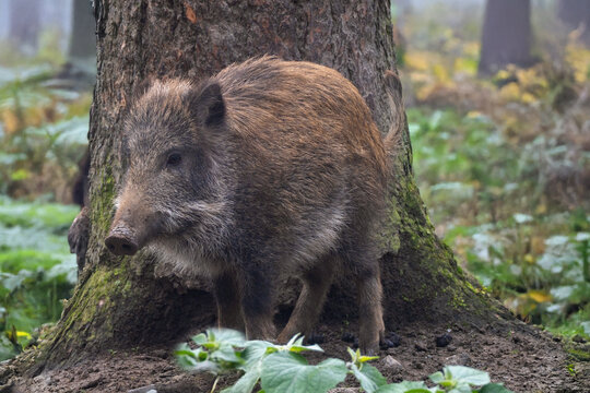 Frischling (Wildschwein) im Wald