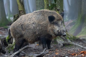 Starker Keiler im Morgennebel