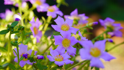 Krokot Mawar or Purslane is a succulent flowering plant native to Argentina, Brazil, Uruguay and often cultivated in garden. It has many common names like Moss rose, ten o'clock and wingpod purslane.