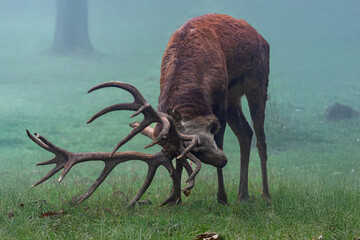K&auml;mpfender Rothirsch im Riedforst