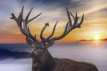 Starker Rothirsch im Morgenrot