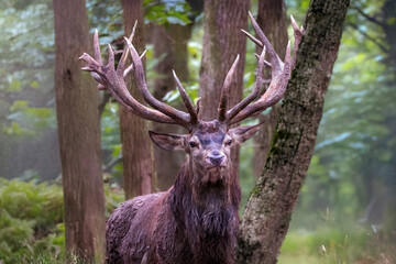 Starker Rothirsch im Wald