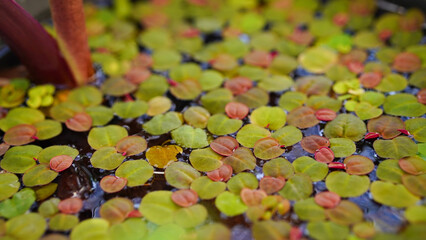Close up of red water fern (Azolla filiculoides)