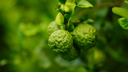 Kaffir lime, Leech Lime Citrus hystrix DC Scientific name rough skin green vegetable on tree in garden nature background