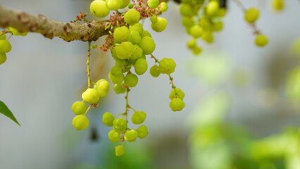 Close-up of Star Gooseberry in an outdoor garden.