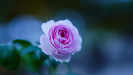 Mon coeur rose flower collection : beauty rose flower for beauty and romantic concept