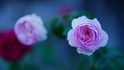 Mon coeur rose flower collection : beauty rose flower for beauty and romantic concept