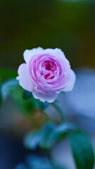 Mon coeur rose flower collection : beauty rose flower for beauty and romantic concept