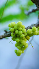 Close-up of Star Gooseberry in an outdoor garden.