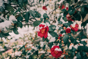 red rose bush