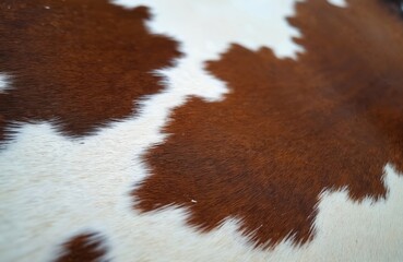 Closeup of brown and white cow skin pattern. Animal fur texture detail. Natural bovine hide abstract design. Macro animal print. Farm backdrop idea. Spotted cow abstract surface.