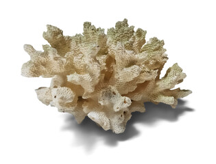 Isolated Dried Coral Specimen