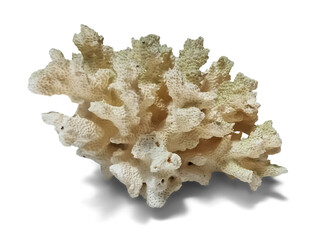 Isolated Dried Coral Specimen
