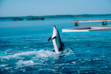 dolphin jumping out of water