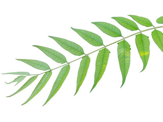 Fototapeta premium green leaves isolated on white