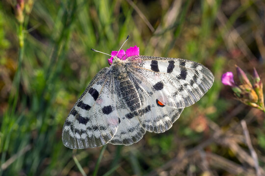 Mosel-Apollofalter, Parnassius apollo vinningensis, Kobern-Gondorf, DE, RLP, 03.06.2025, Weibchen