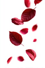 Vibrant red leaves fall gracefully against a clean white background, creating a striking visual of nature's beauty and transience.