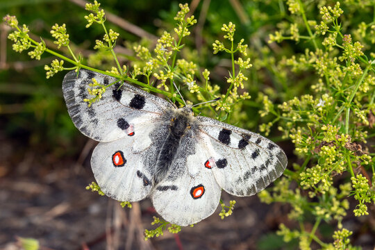 Mosel-Apollofalter, Parnassius apollo vinningensis, Kobern-Gondorf, DE, RLP, 03.06.2025, M&auml;nnchen