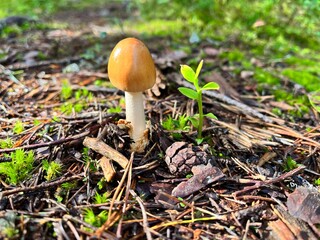 mushroom in the forest, Finland