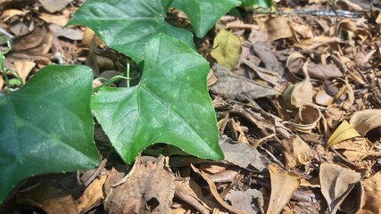 Creeping plants growing over piles of dry leaves showing natural regeneration and ground cover