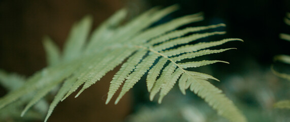 Close-Up of Traditional Chinese Roof Eaves in Chengdu, China