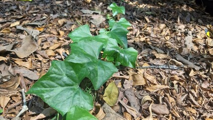 Creeping plants growing over piles of dry leaves showing natural regeneration and ground cover