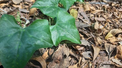 Creeping plants growing over piles of dry leaves showing natural regeneration and ground cover