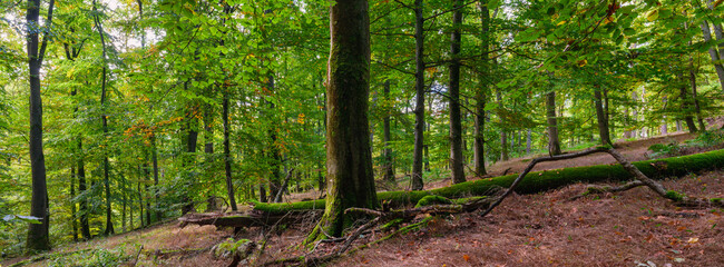 Feine romantische Lichtstimmung im Oktober im Mischwald, Forst Marbach Eichen und Buchen