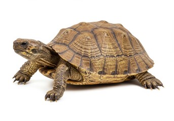 Obraz premium Brown Turtle Isolated on White Background