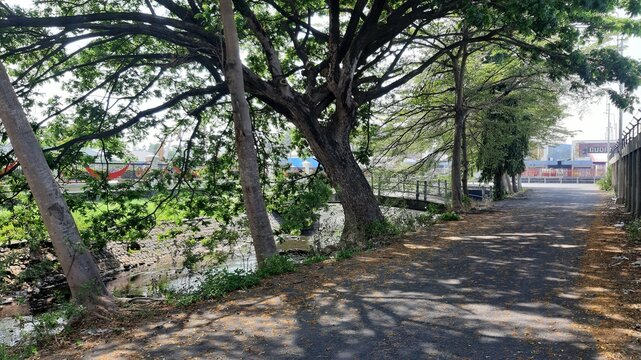 
A tall lush tree growing along a riverbank showing natural shade and healthy riverside vegetation