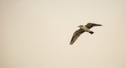 Obraz premium Graceful Seagull Soars Against a Soft, Dreamy Sky with Wings Extended