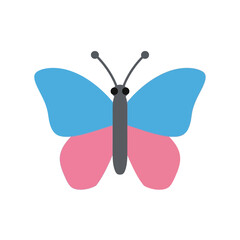 Butterfly with blue and pink wings isolated on white background.