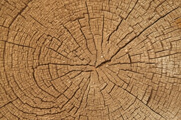 Detailed texture displaying concentric growth rings and radial cracks within a tree trunk section