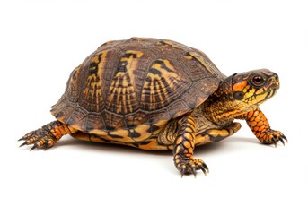 Fototapeta premium Box Turtle Isolated on White Background