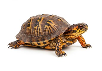 Fototapeta premium Box Turtle Isolated on White Background