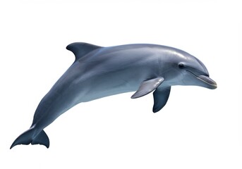 Fototapeta premium Dolphin Isolated on White Background