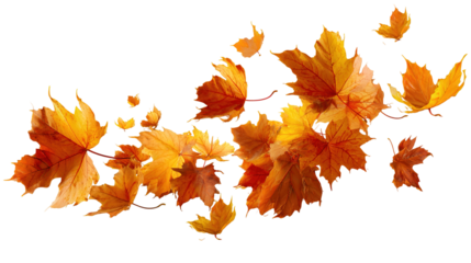 Flying Autumn Maple Leaves isolated on transparent background Remove png