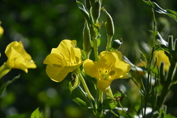 Two vibrant yellow evening primrose flowers are beautifully lit by the morning sun, with green stems and buds in the soft-focus background