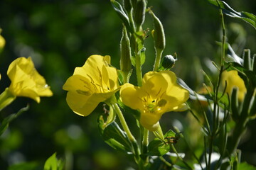 Two vibrant yellow evening primrose flowers are beautifully lit by the morning sun, with green stems and buds in the soft-focus background