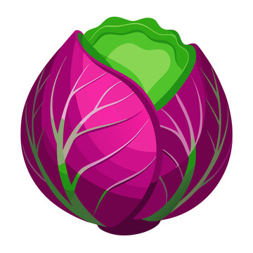 Vibrant purple cabbage with fresh green core, a colorful culinary delight ready for healthy recipes or creative food art, promoting wellness and artistic dishes