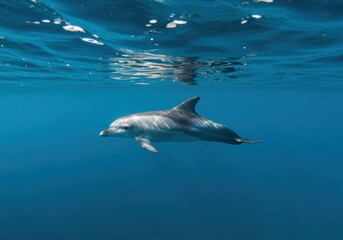Naklejka premium Dolphin Swimming Gracefully Underwater in Sunlight