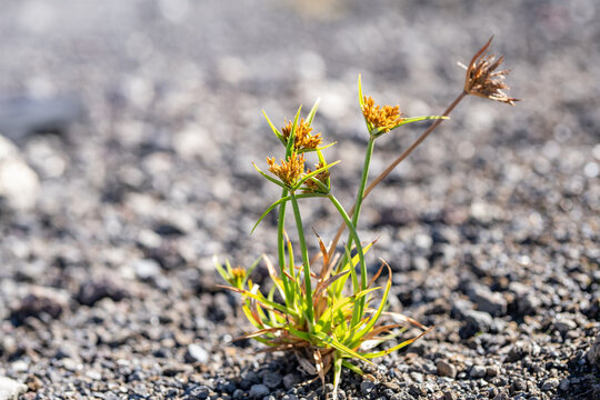 Cyperus polystachyoss, Pycreus polystachyos, manyspike flatsedge in the US, bunchy sedge. family Cyperaceae. Keanakako'i Overlook. Hawaiʻi Volcanoes National Park.