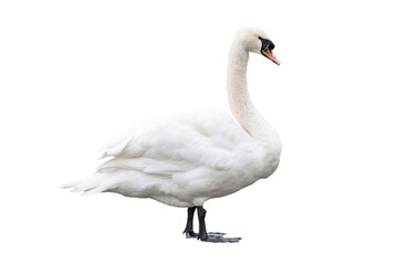 White swan standing isolated png	