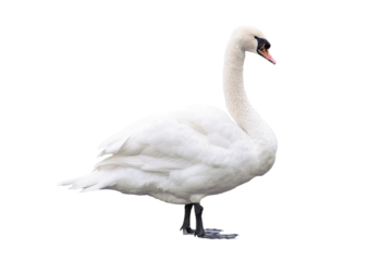 White swan standing isolated png	