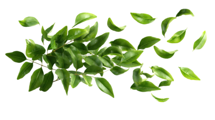Scattered green leaves in motion against a white background, cut out transparent