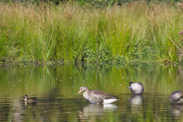 Greylag geese are reflected in the lake, surrounded by green reeds and lake, a greylag goose from...