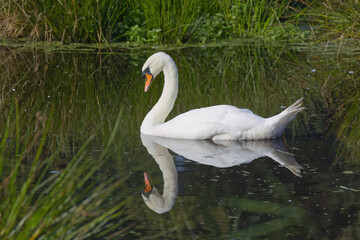 elegant swan in the lake, reeds in the background and foreground, swan from the side in the lake, elegant Cygnus olor, Cygnus olor reflected in calm water surface 