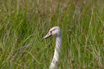 A young mute swan hidden in the reeds, a young swan with still slightly gray plumage among the reeds, an elegant Cygnus vulgaris seen from the side in the lake, Cygnus olor in the sunshine