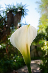 Back view of a Calla Lily 