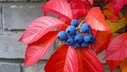 Vibrant Red Leaves with Blue Berries.